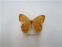 藏品(孿斑黛眼蝶)的圖片